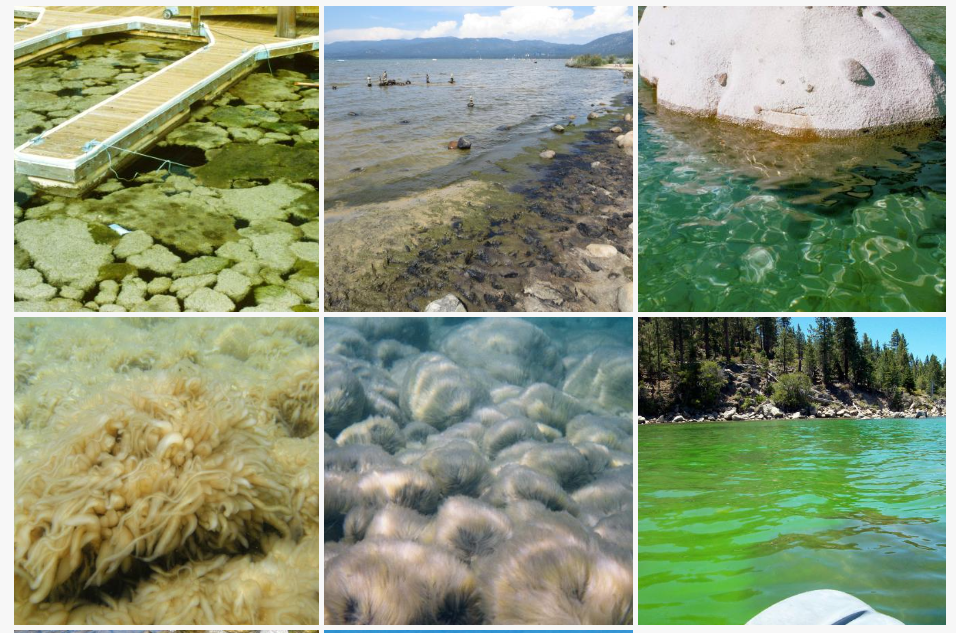 Various photos of nearshore algae
