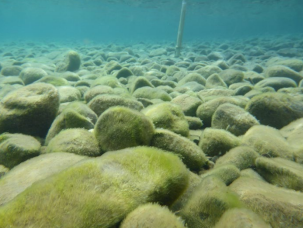 Periphyton (attached algae) on underwater rocks