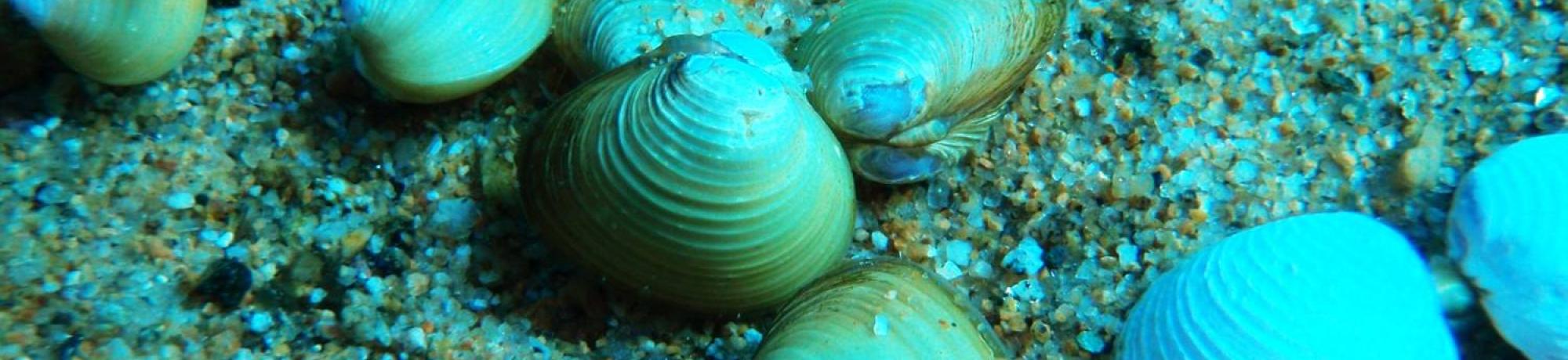 Asian clams underwater