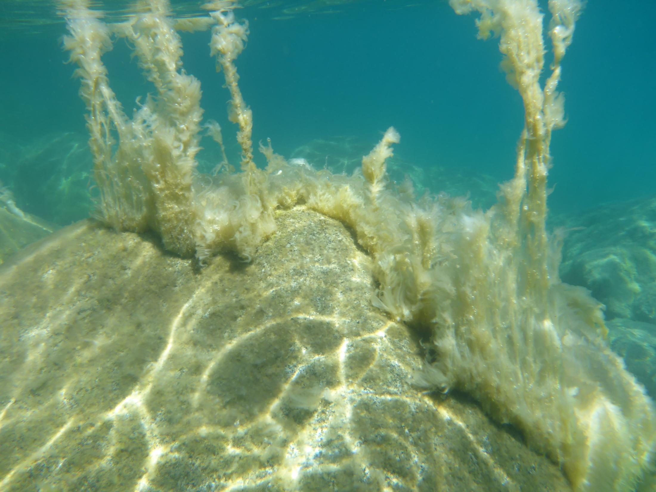Periphyton sloughing off the rocks in Lake Tahoe