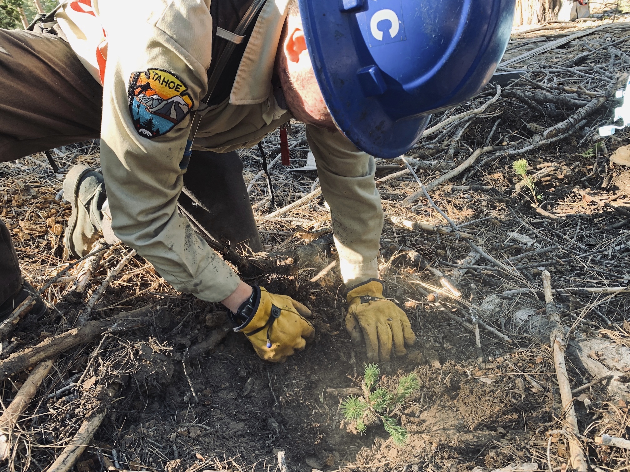 Sugar pine planting