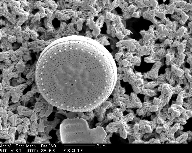 Cyclotella