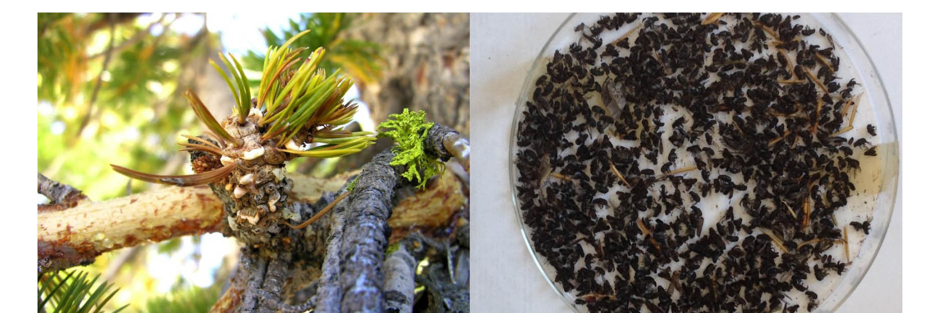 Forest pathogen and Bark Beetles