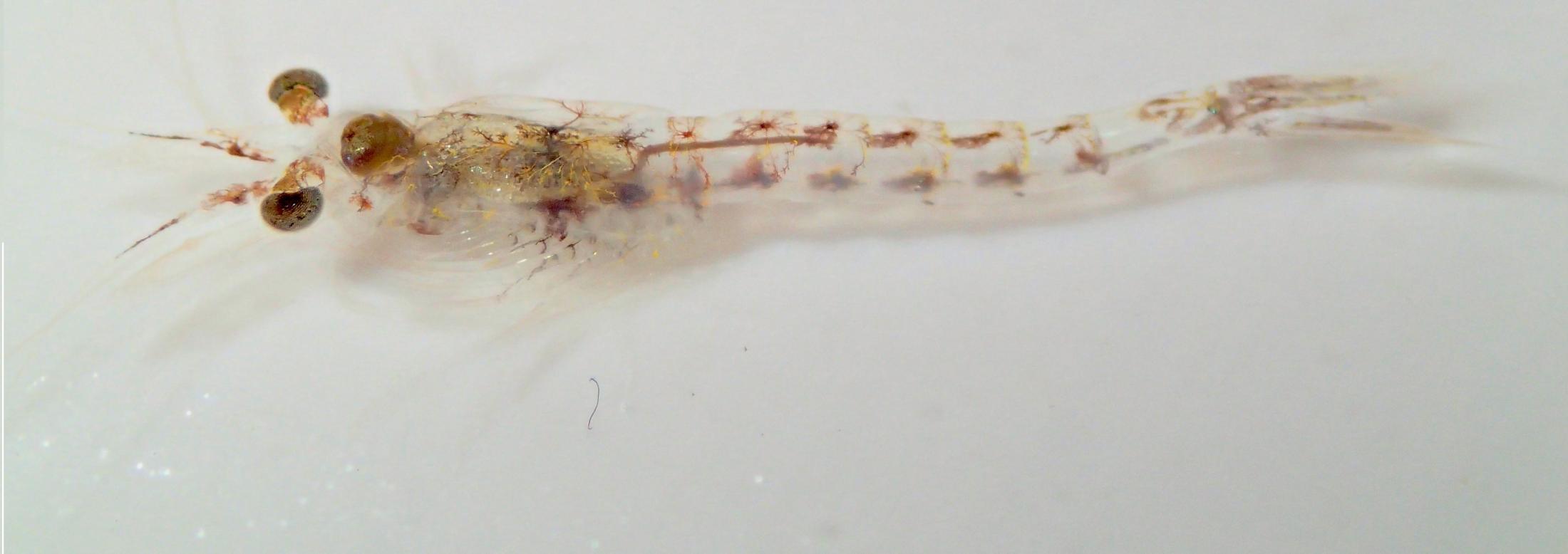 Mysis shrimp