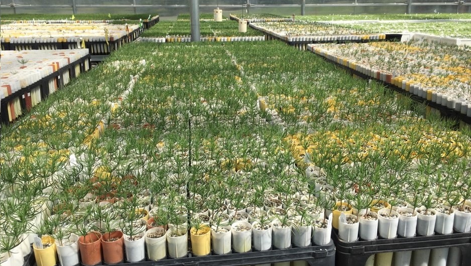 sugar pine seedlings