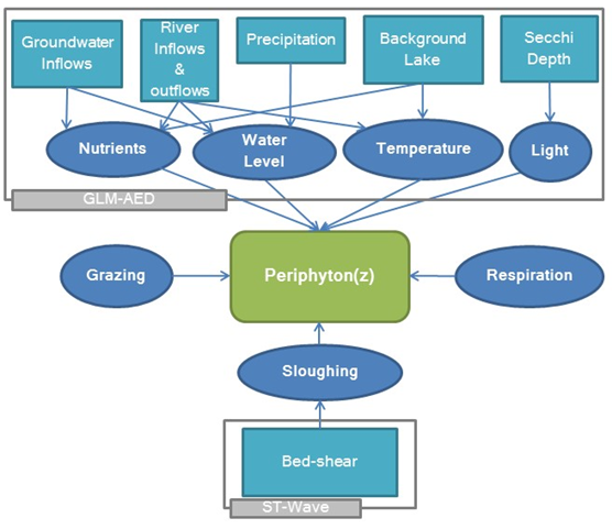 Schematic of periphyton biomass model