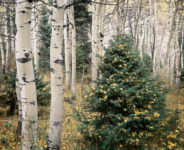 Aspen trees Credit JT Ravize