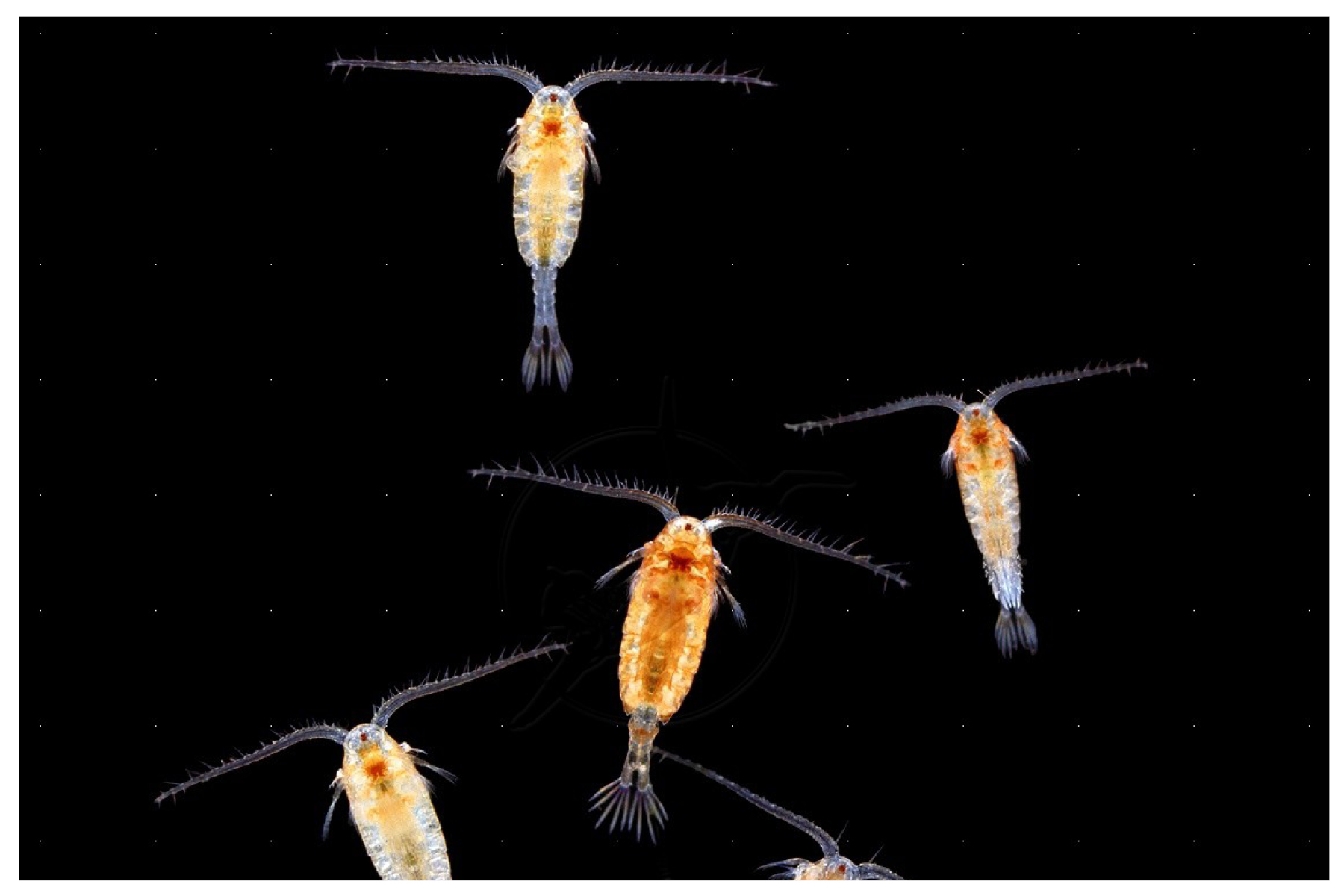 copepods