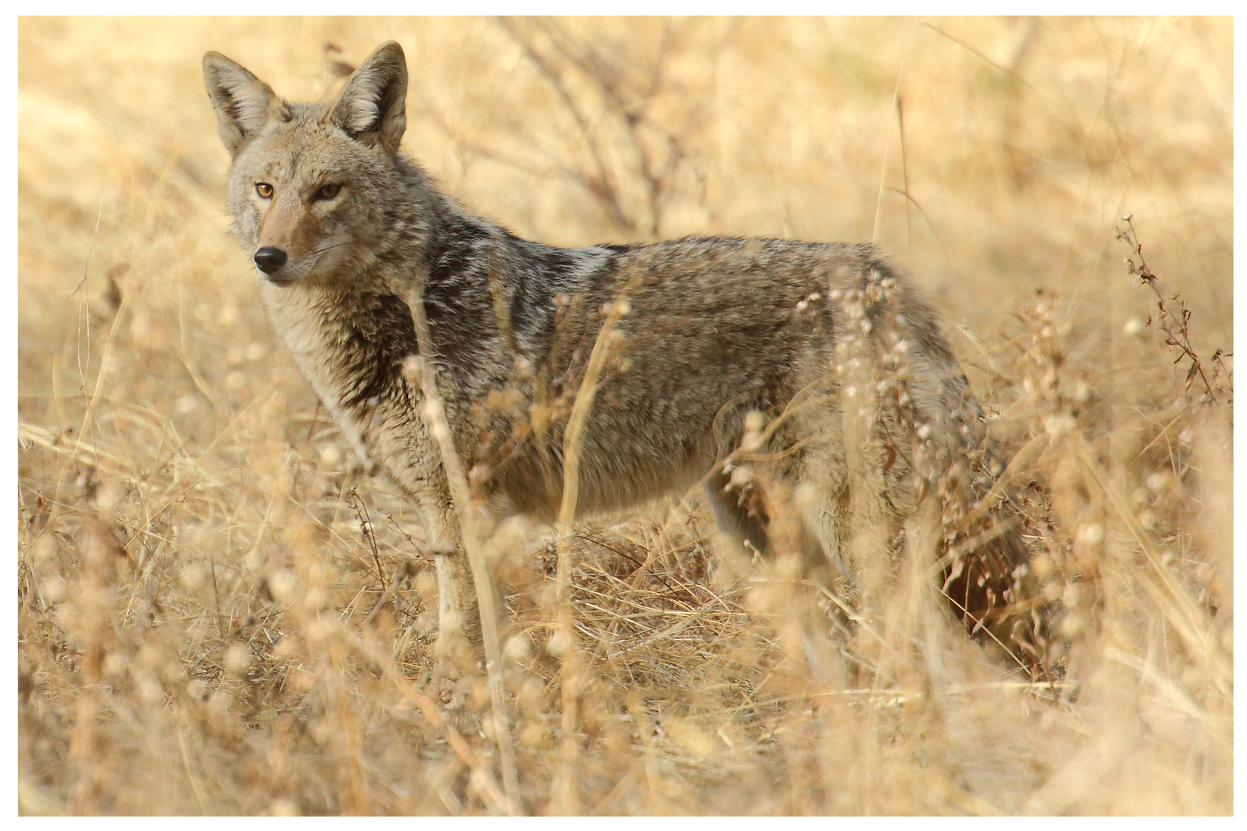 coyote