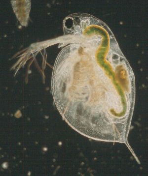 Daphnia zooplankton