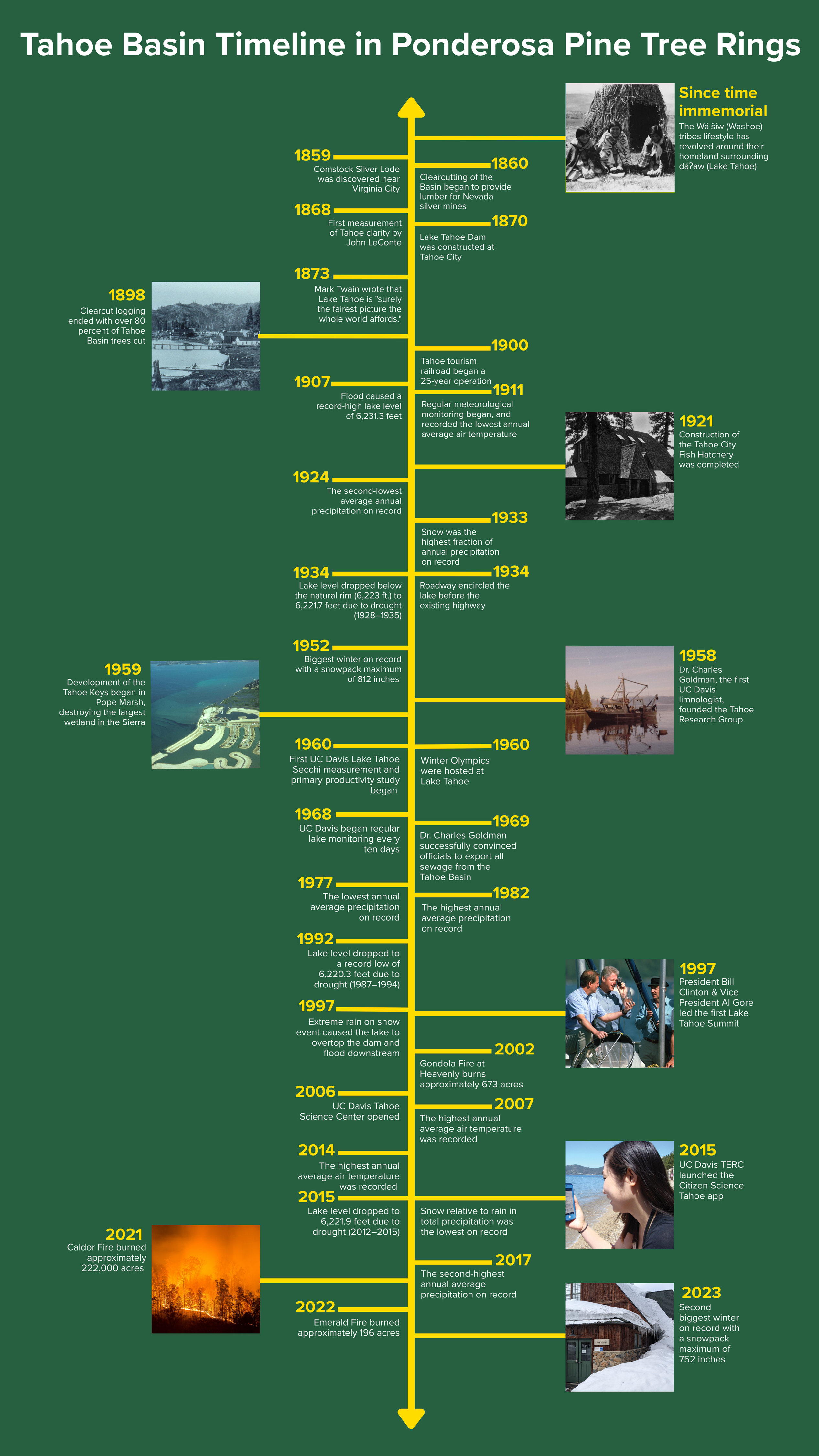 Tree Cross Section Timeline