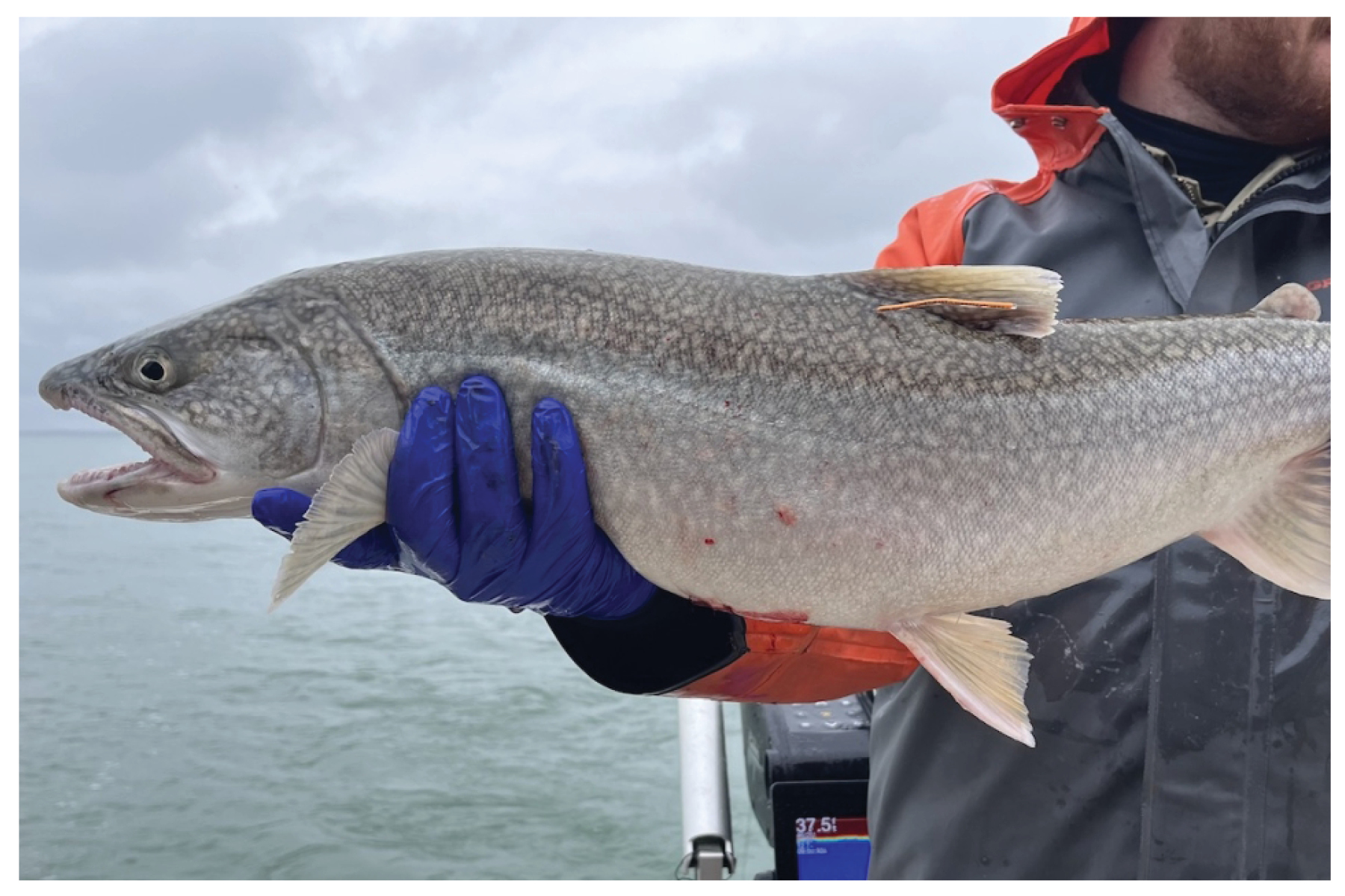 Lake Trout or Mackinaw