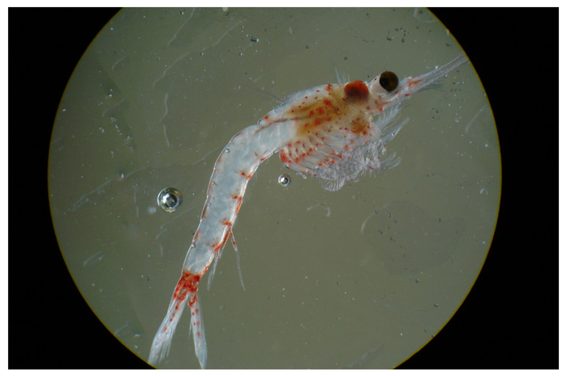 Mysis shrimp