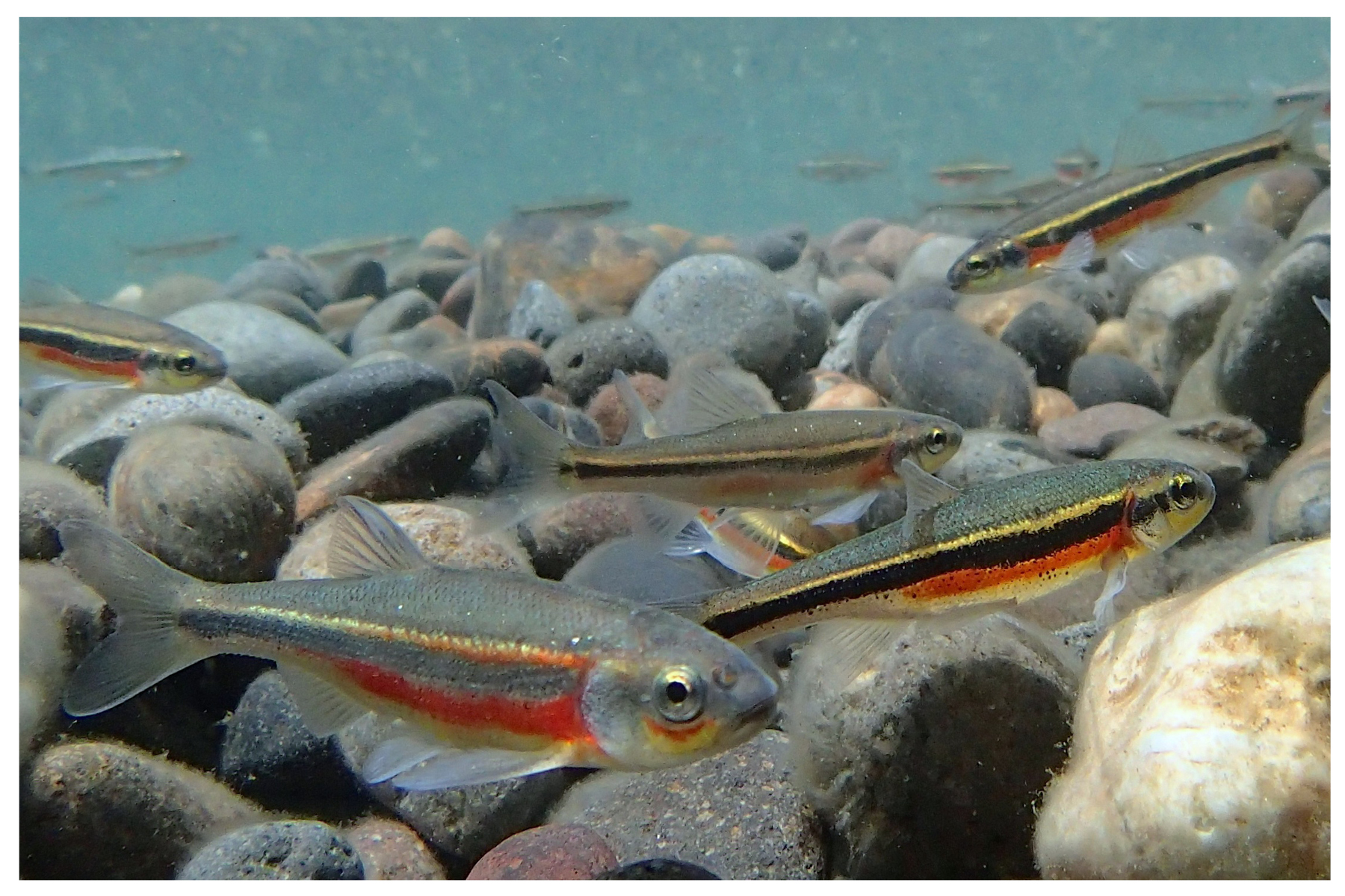 Lahontan Redside Shiner
