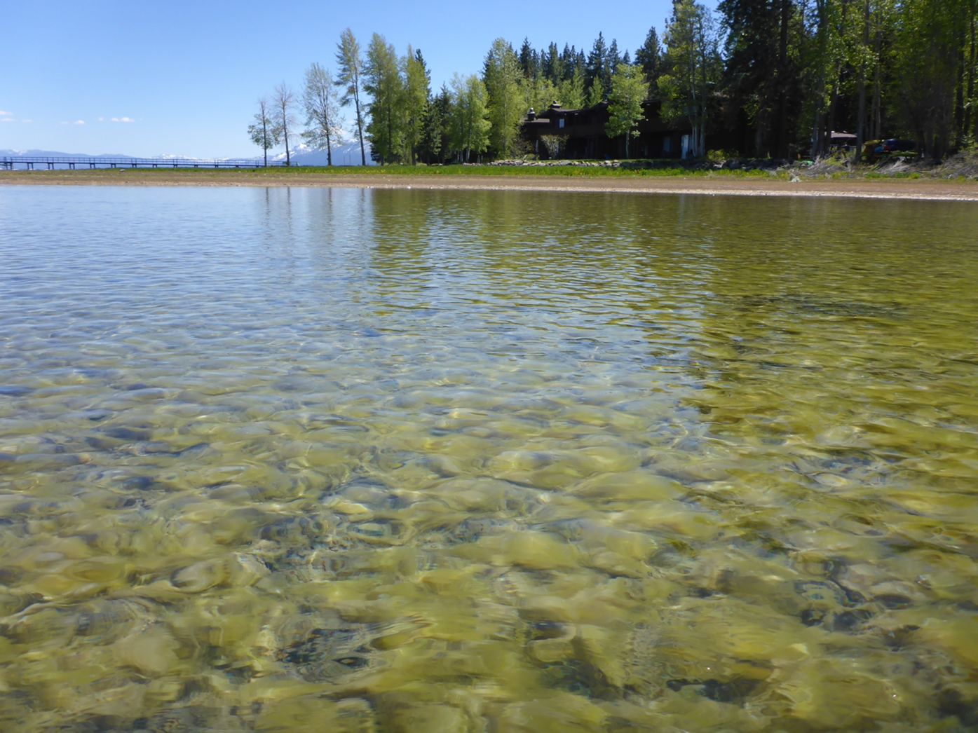 Periphyton on the nearshore of Tahoe City