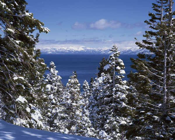 snowy trees Credit JT Ravize