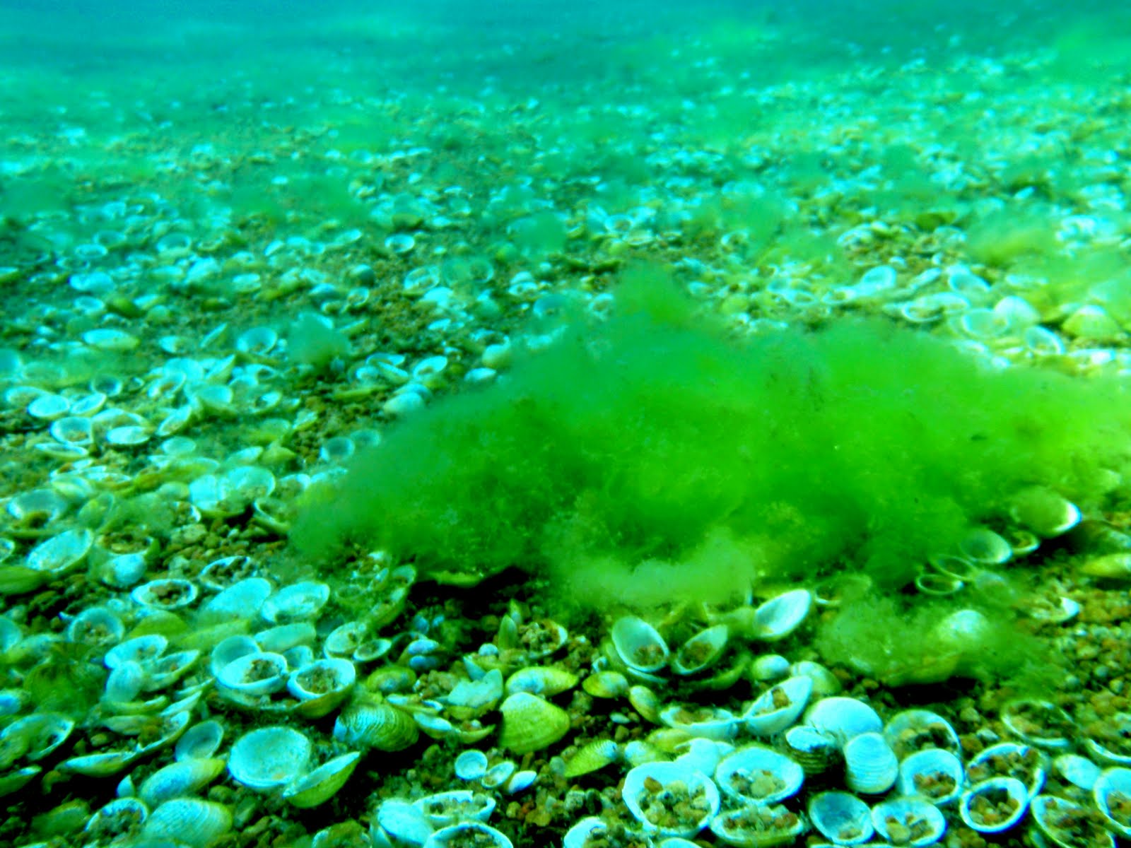 Algal blooms asian clams credit UC Davis TERC