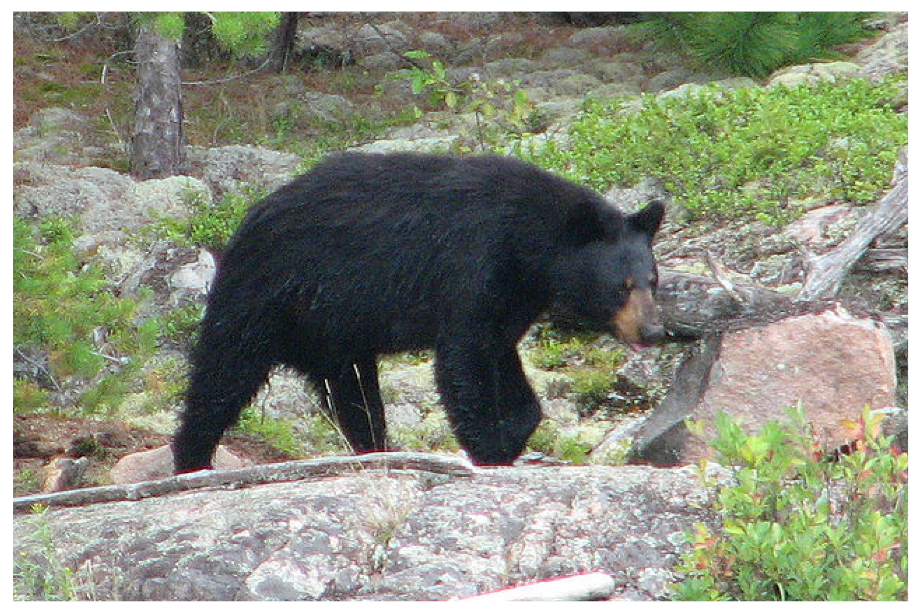 black bear