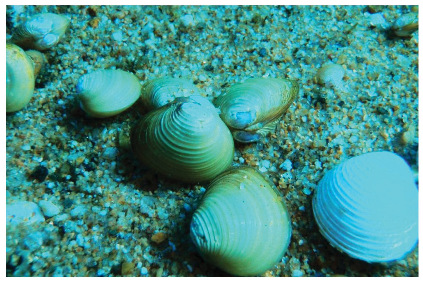 Asian Clams