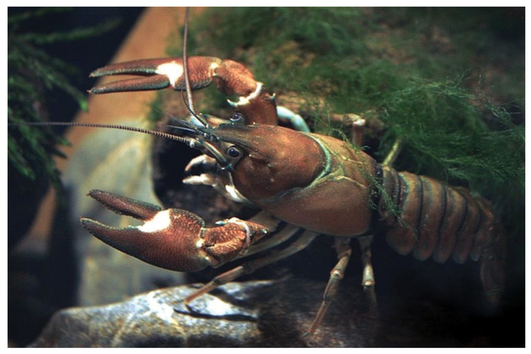 Crayfish