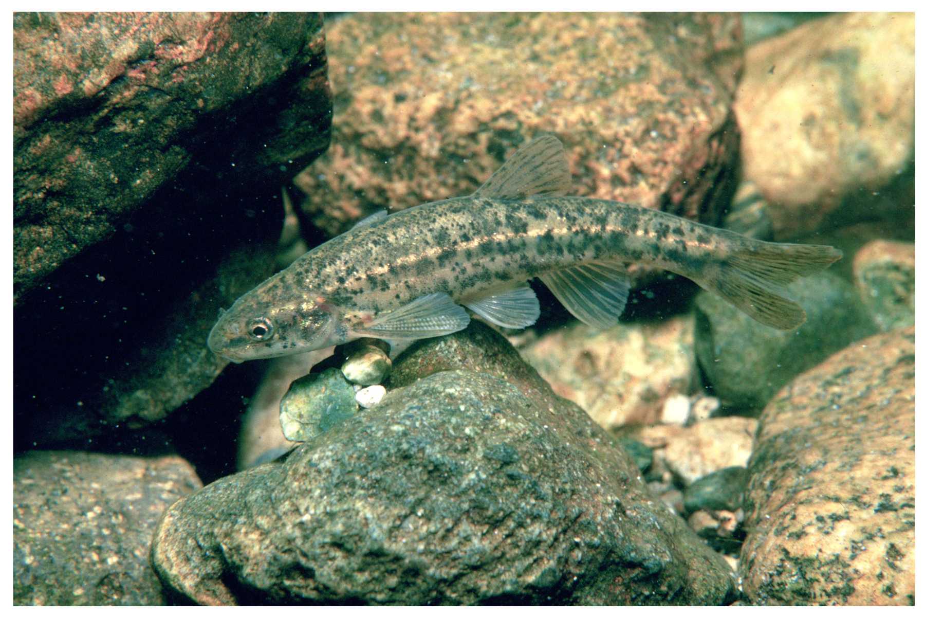 Speckled Dace