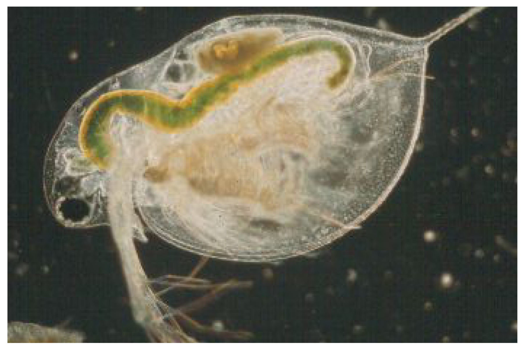 Daphnia