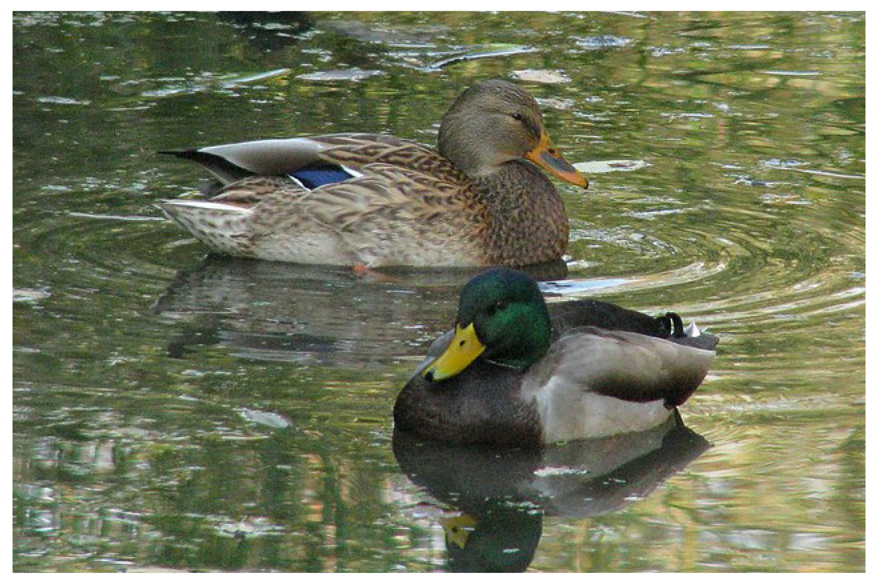 mallard ducks