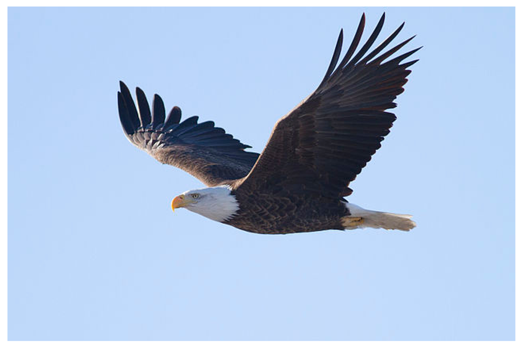 eagle