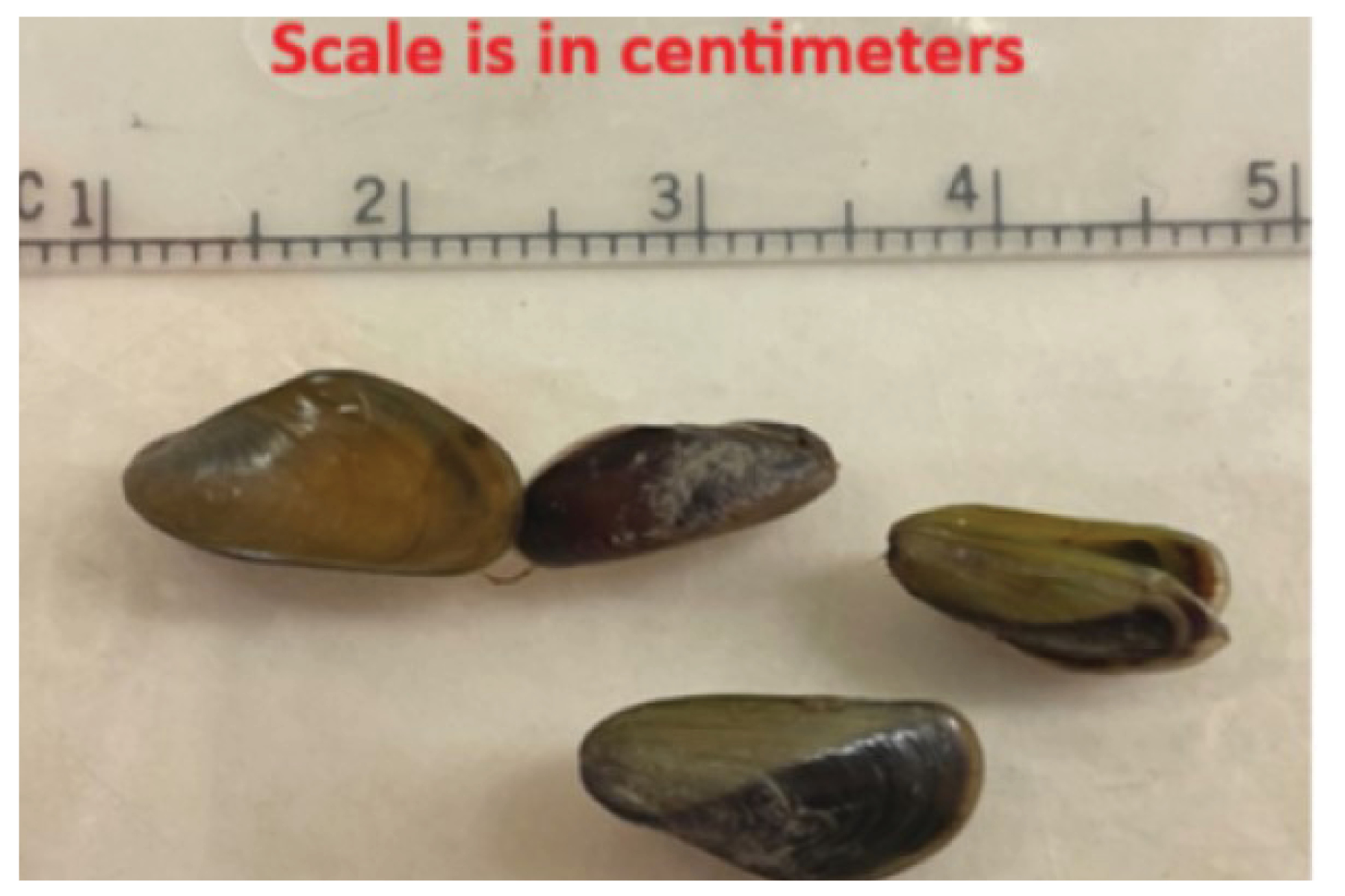 Golden Mussel