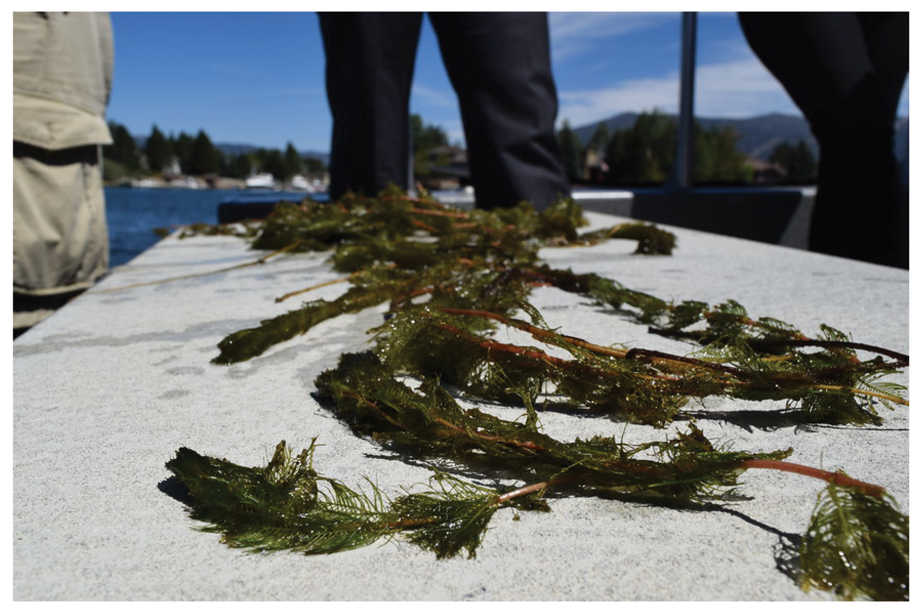 Eurasian Watermilfoil