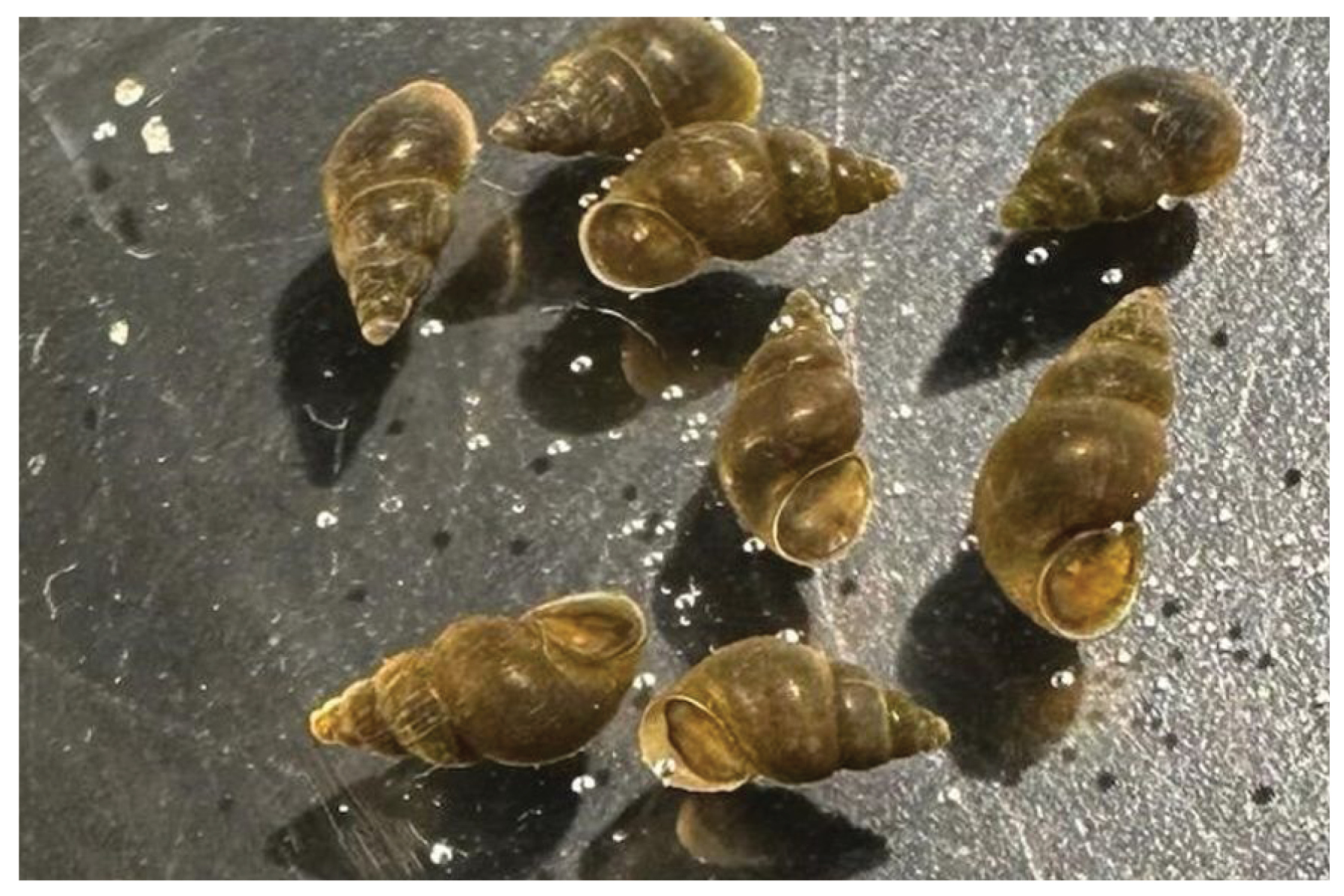 New Zealand Mudsnail
