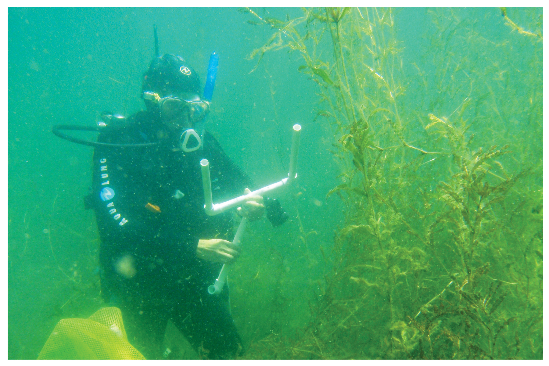Curly Pondweed