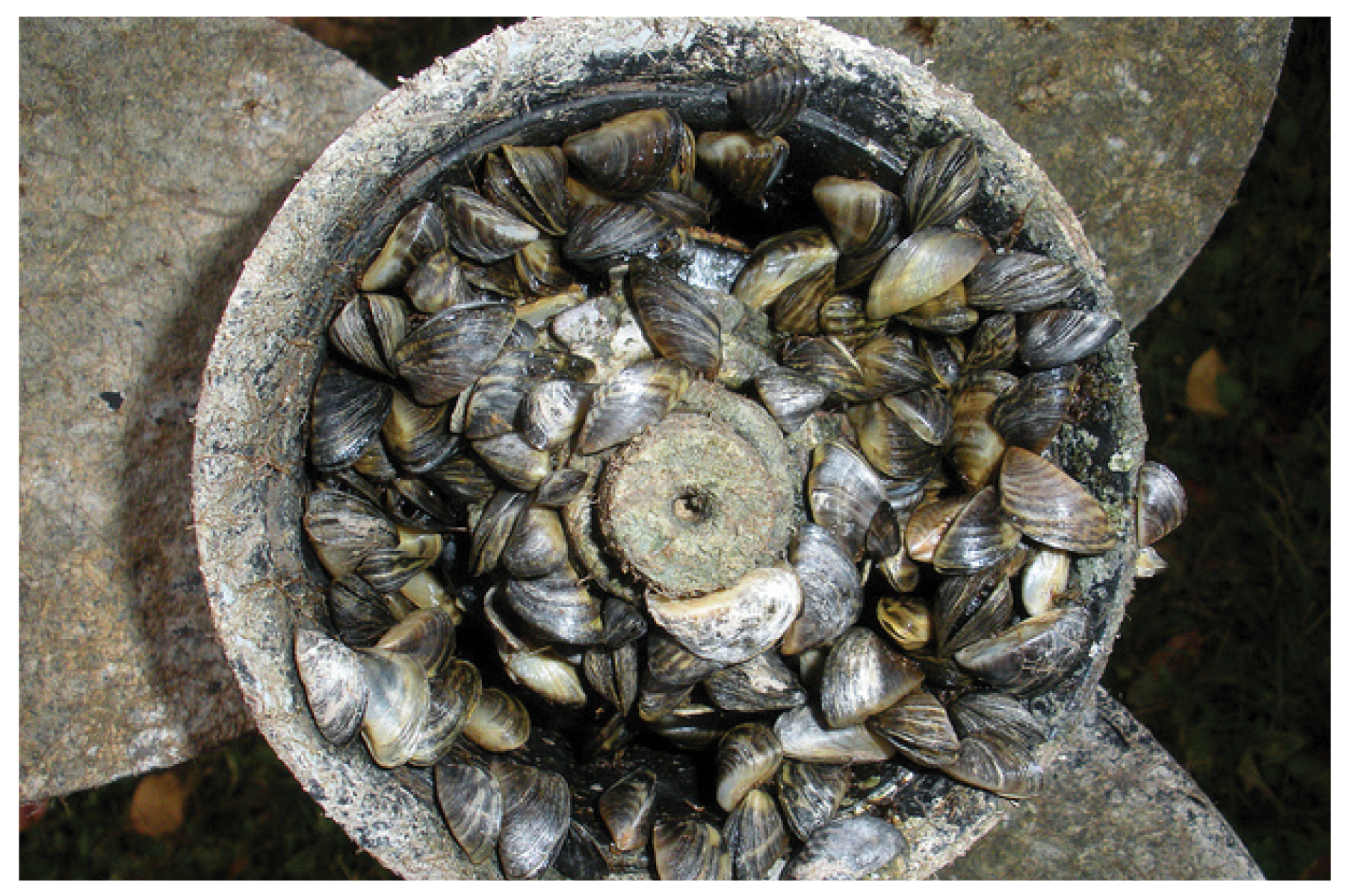 Quagga Mussel