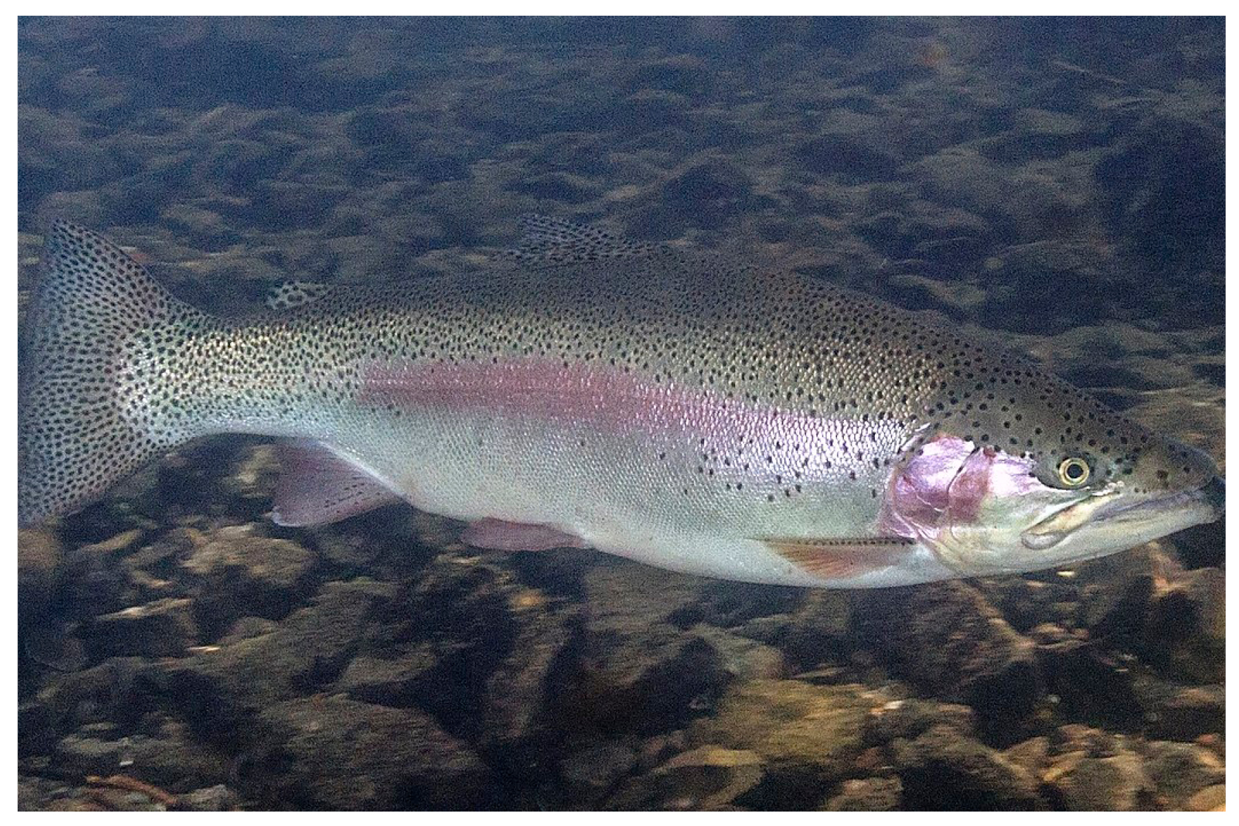 rainbow trout