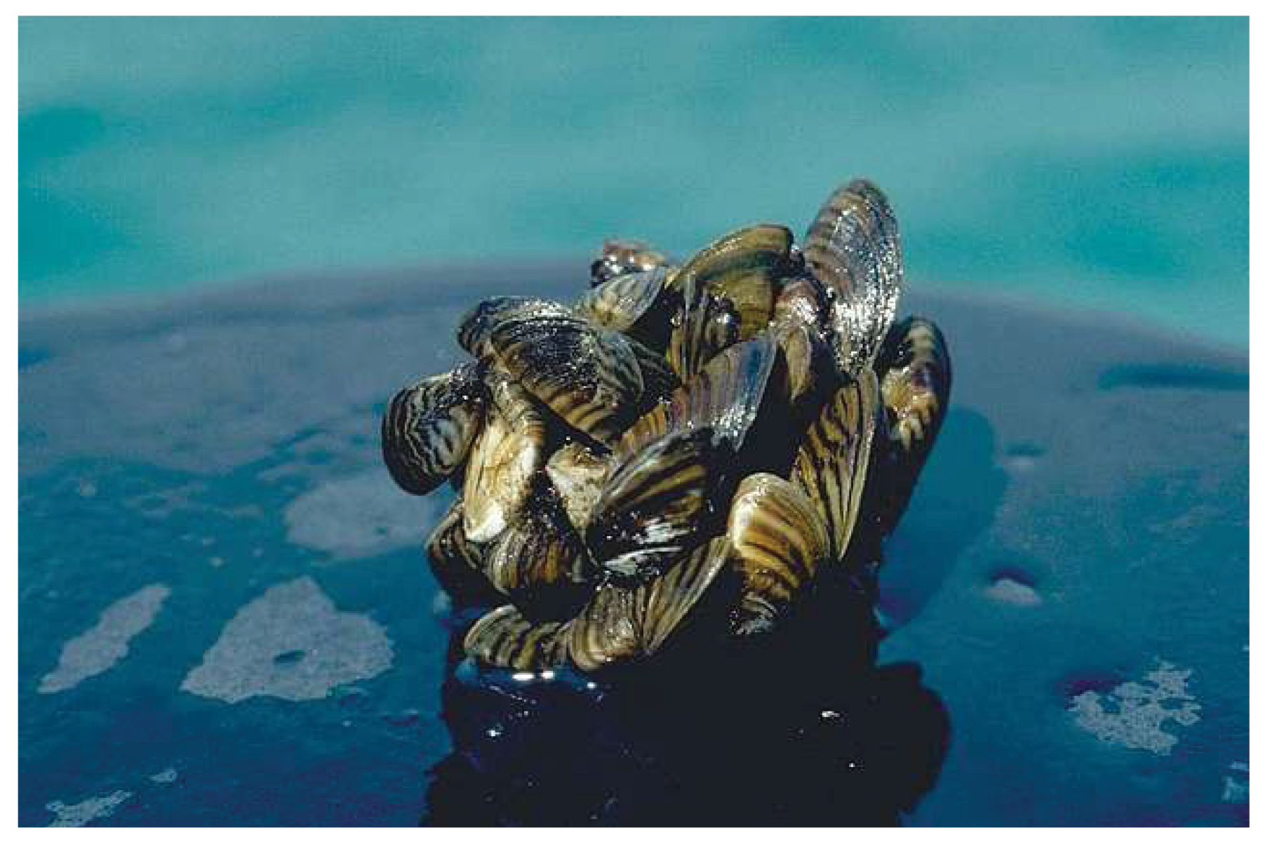 Zebra Mussel