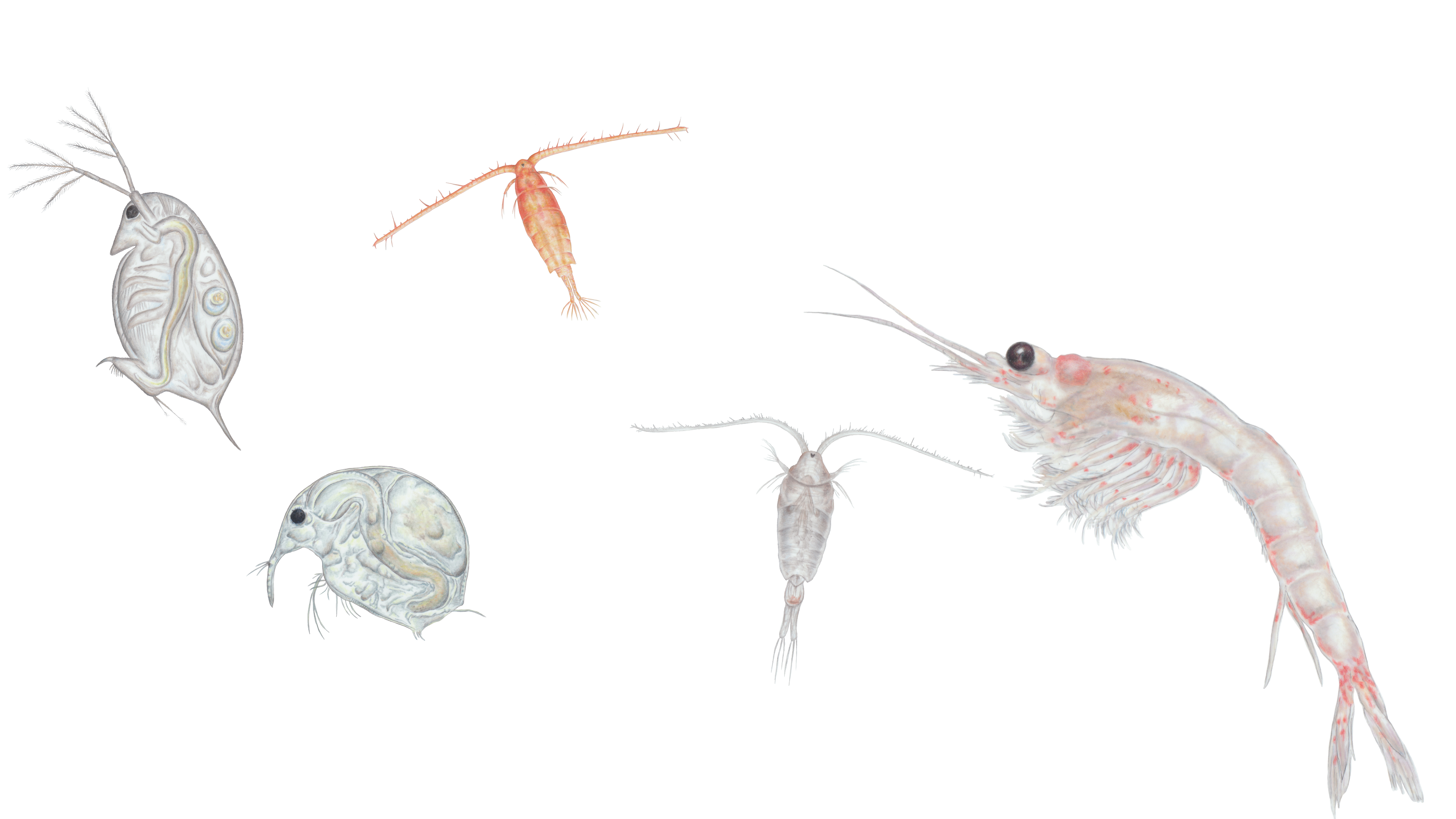 Zooplankton of Lake Tahoe - Scientific Illustrations