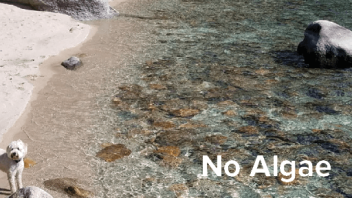 No algae at the shores of lake tahoe