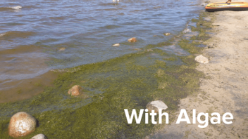 Algae at Tahoe's shores