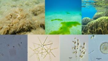 Different types of algae exist