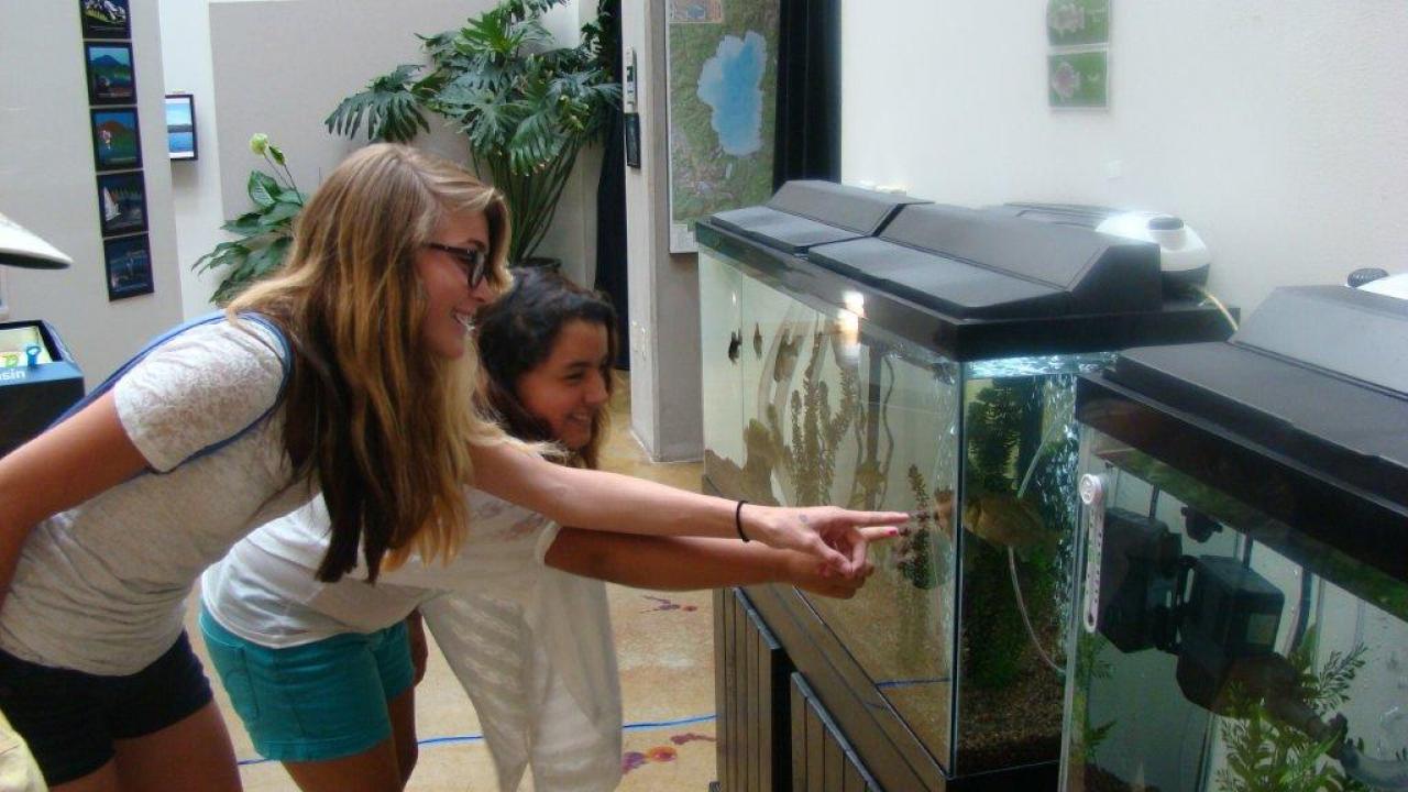 Junior limnologist make aquarium observations
