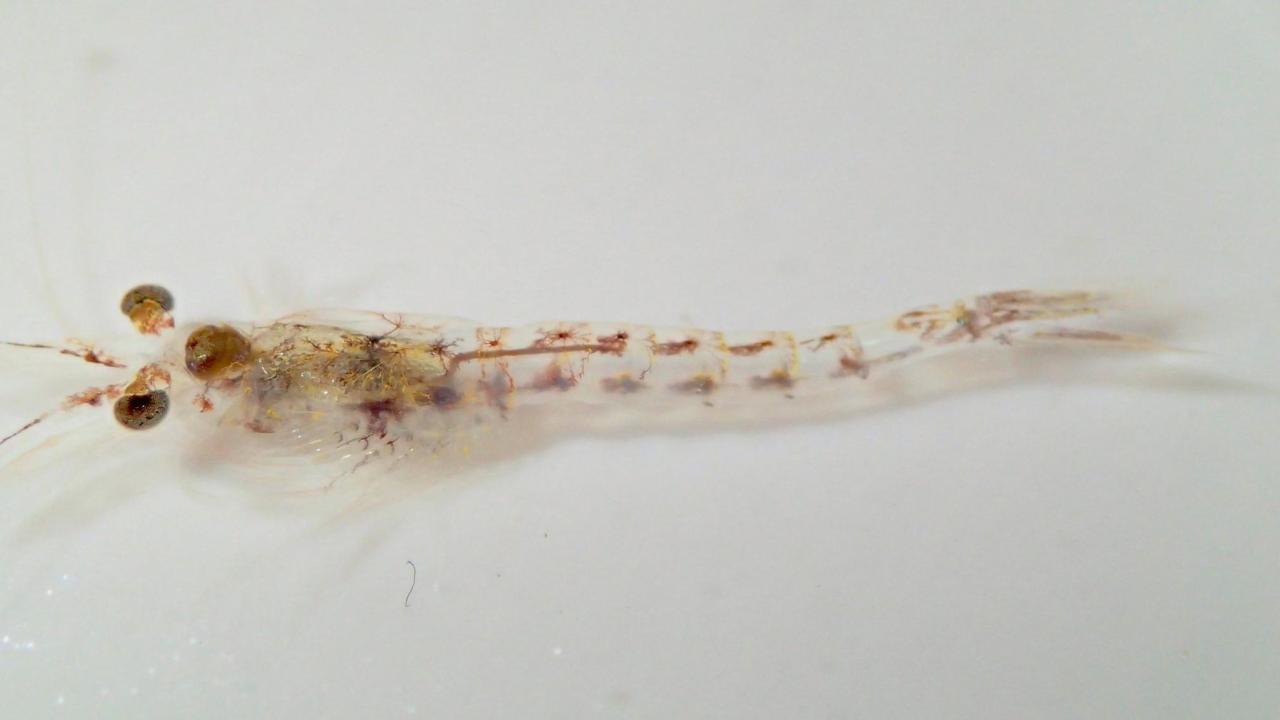 Mysis Shrimp