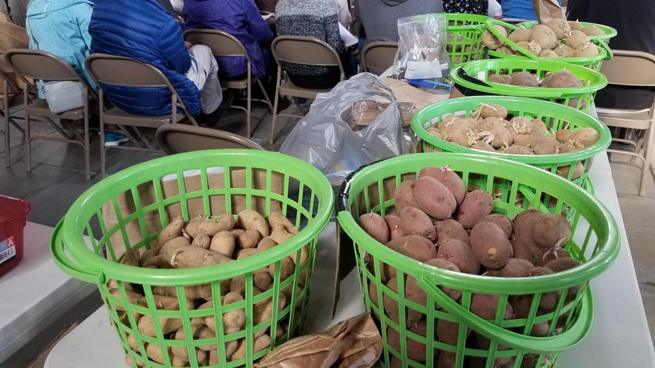 Potato seedlings for Garden Workshops