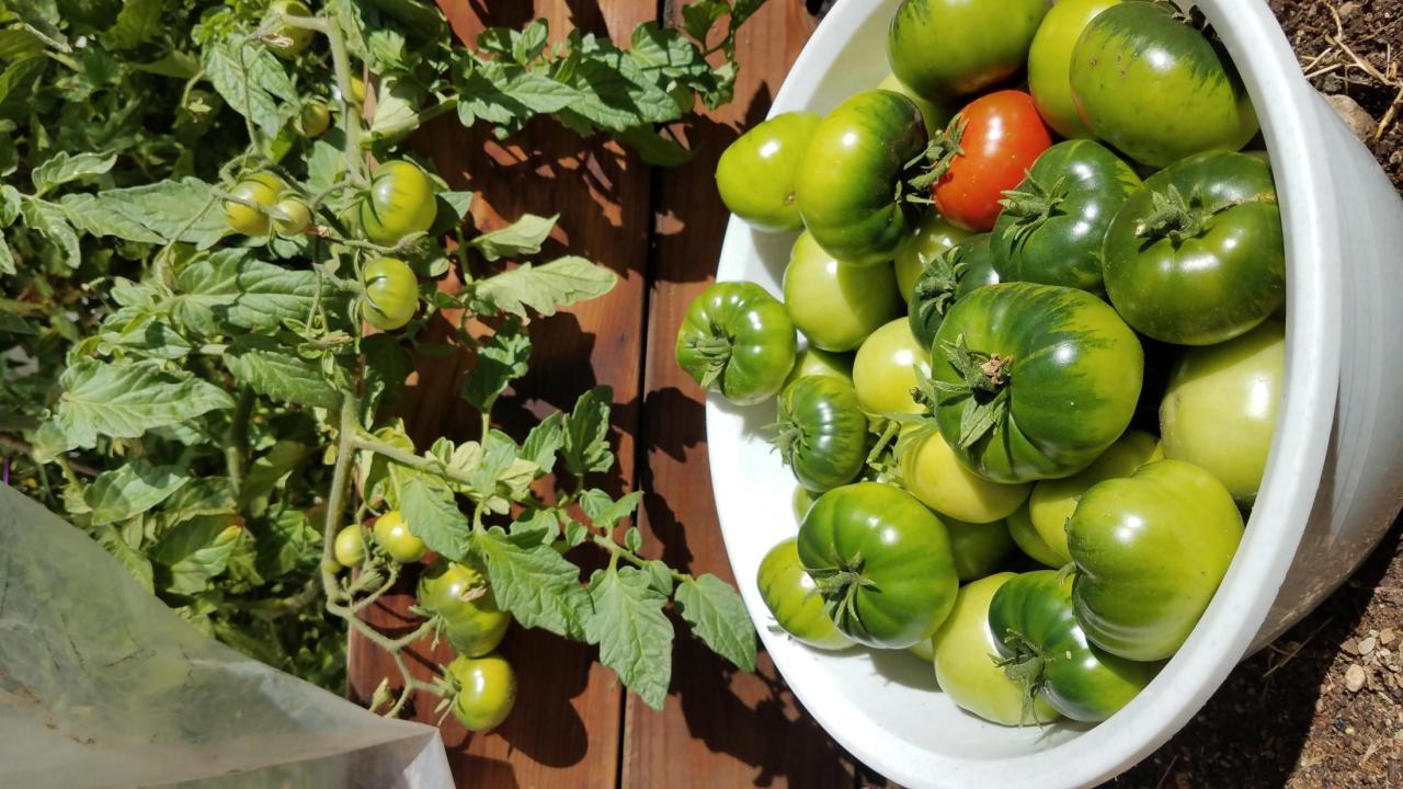 harvested tomatoes