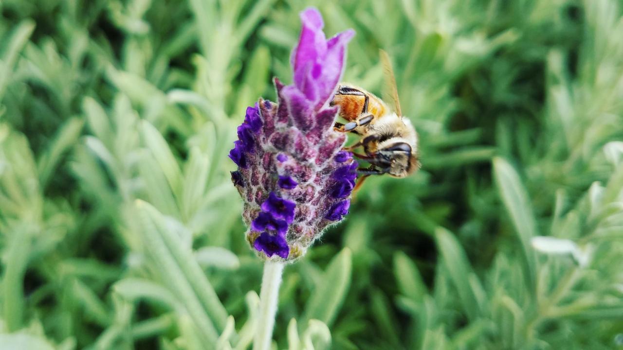 bee on lavender