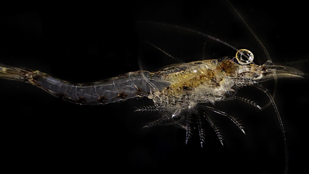 Mysis by Harald Olsen