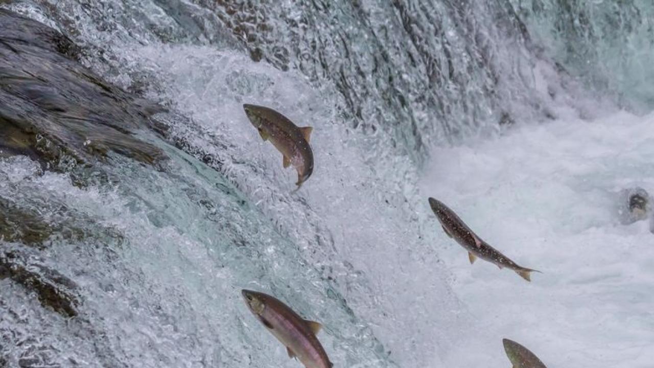 Salmon swimming upstream to spawn