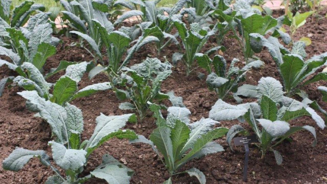 rows of kale