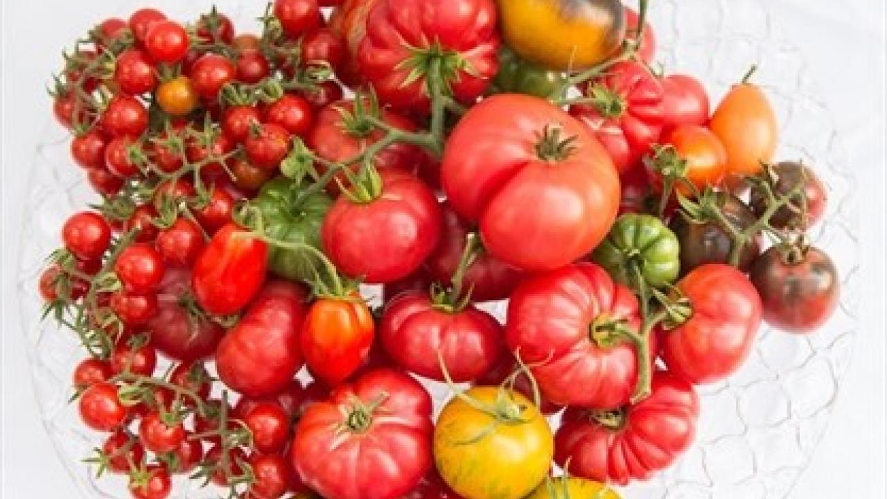 Tomatoes