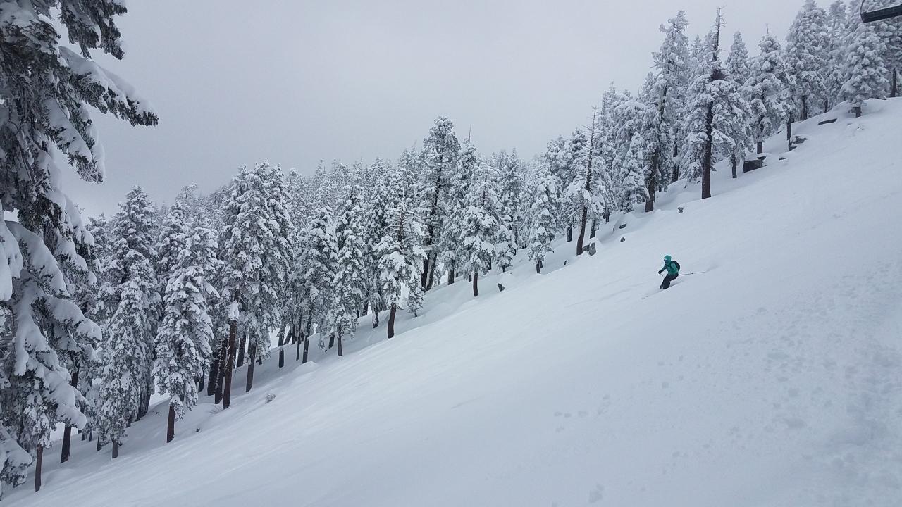 Skier with snowy trees