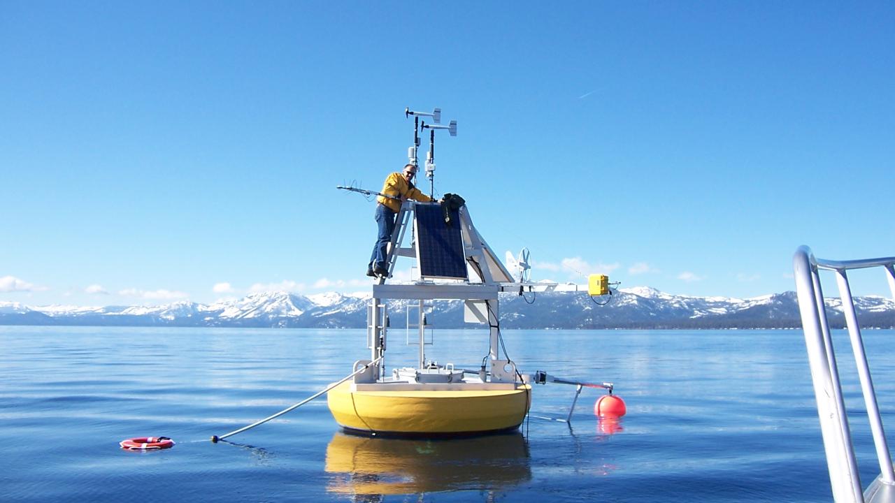 Brant on a buoy